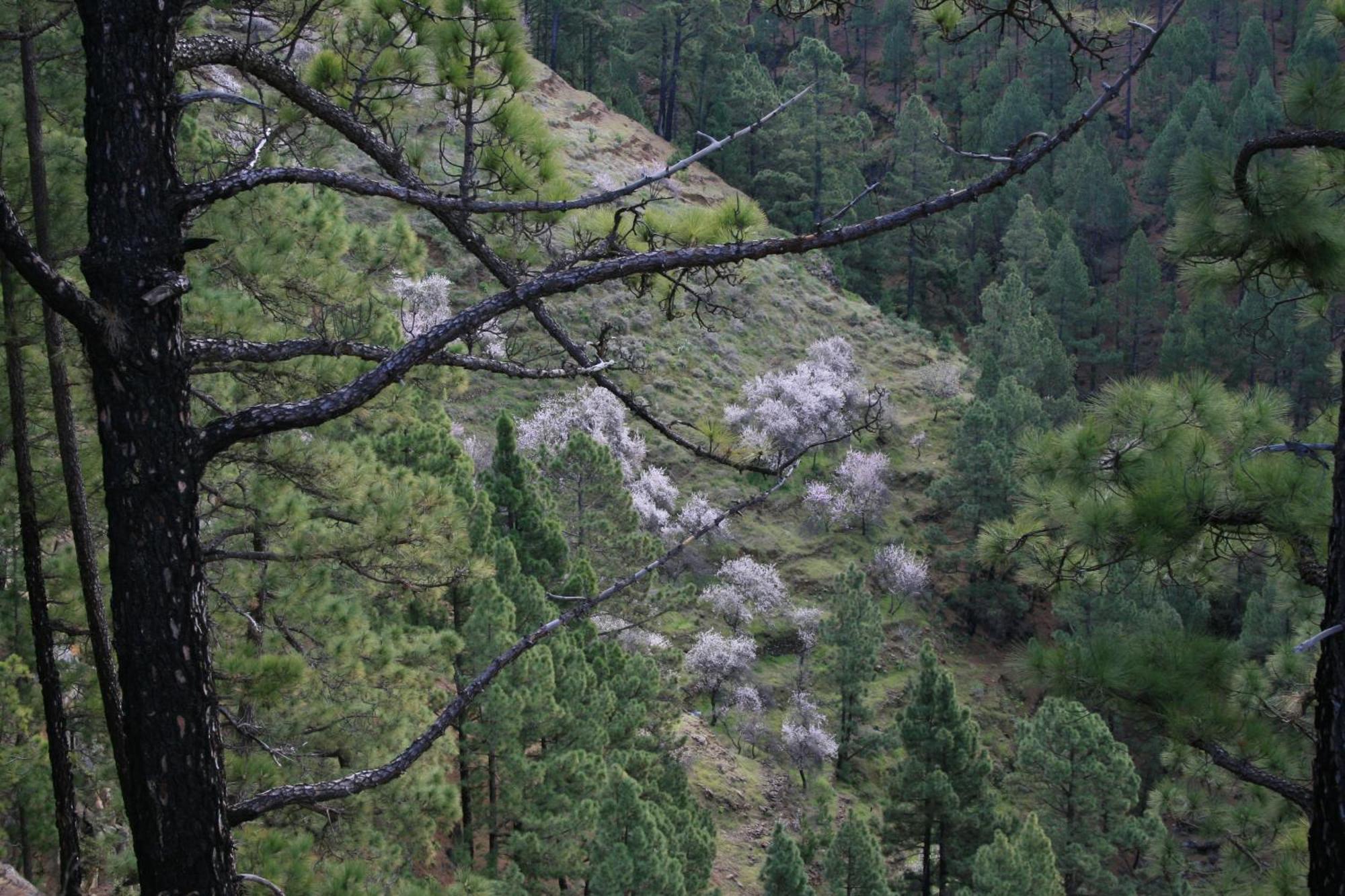 Casa Rural El Riachuelo Garafía Εξωτερικό φωτογραφία